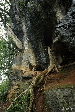  lapinha