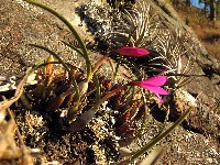  diversas vias na ana chata-sbs