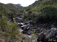  cabeca de leoa e cara de gorila