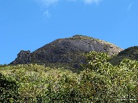  cabeca de leoa e cara de gorila