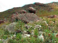  novamente nas montanhas esquecidas do pni