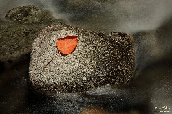  pni - parte baixa e 3 picos