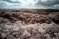 pico do corcovado de ubatuba