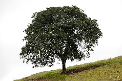  nova couto-prateleiras e por-do-sol no pni