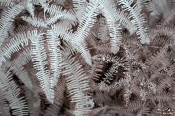  parque estadual do ibitipoca