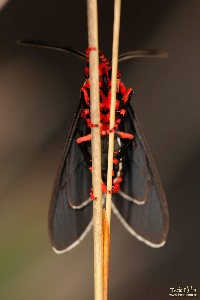  parque estadual do ibitipoca