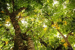  fazenda do chocolate - itu