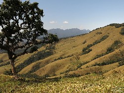  pico da gomeira